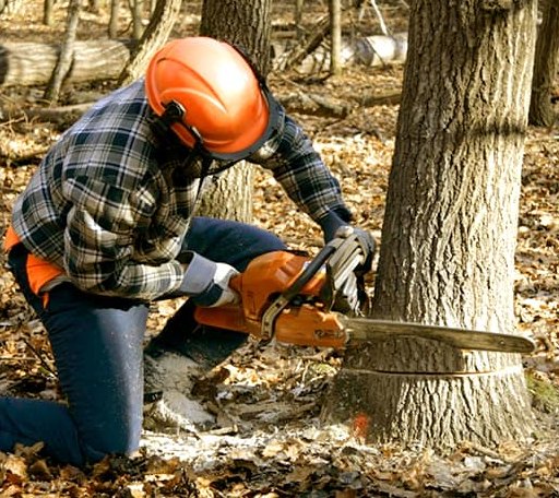 Tree Removal in Belmont, WV